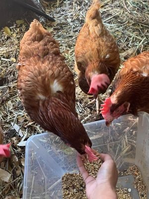Chickens - Dal Sahota
