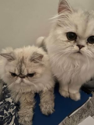 Freddie and Willow