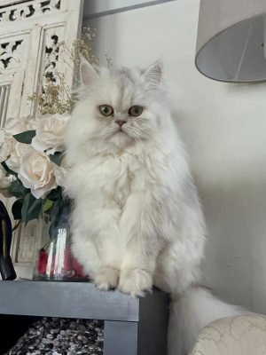 Willow